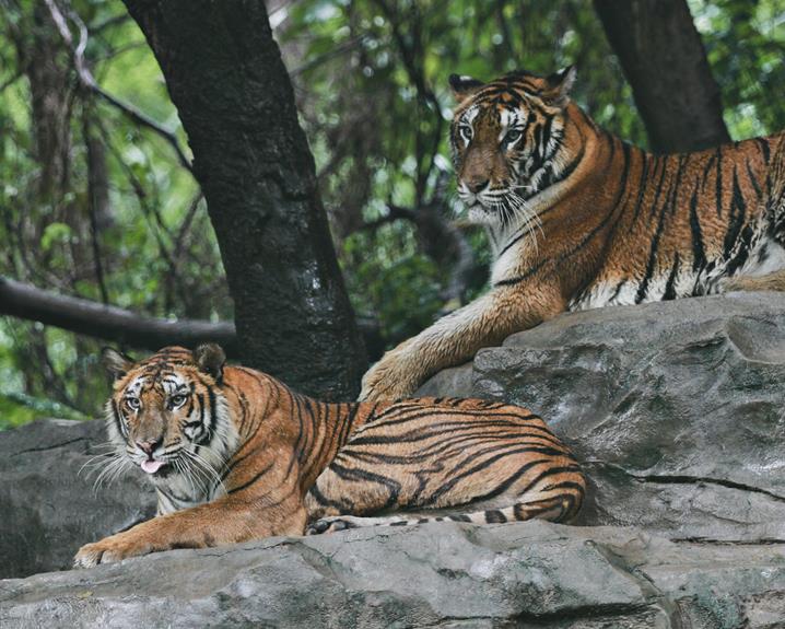 admiring bengal tigers majestic beauty