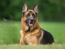 Ultimate Guide To German Shepherd Breeders